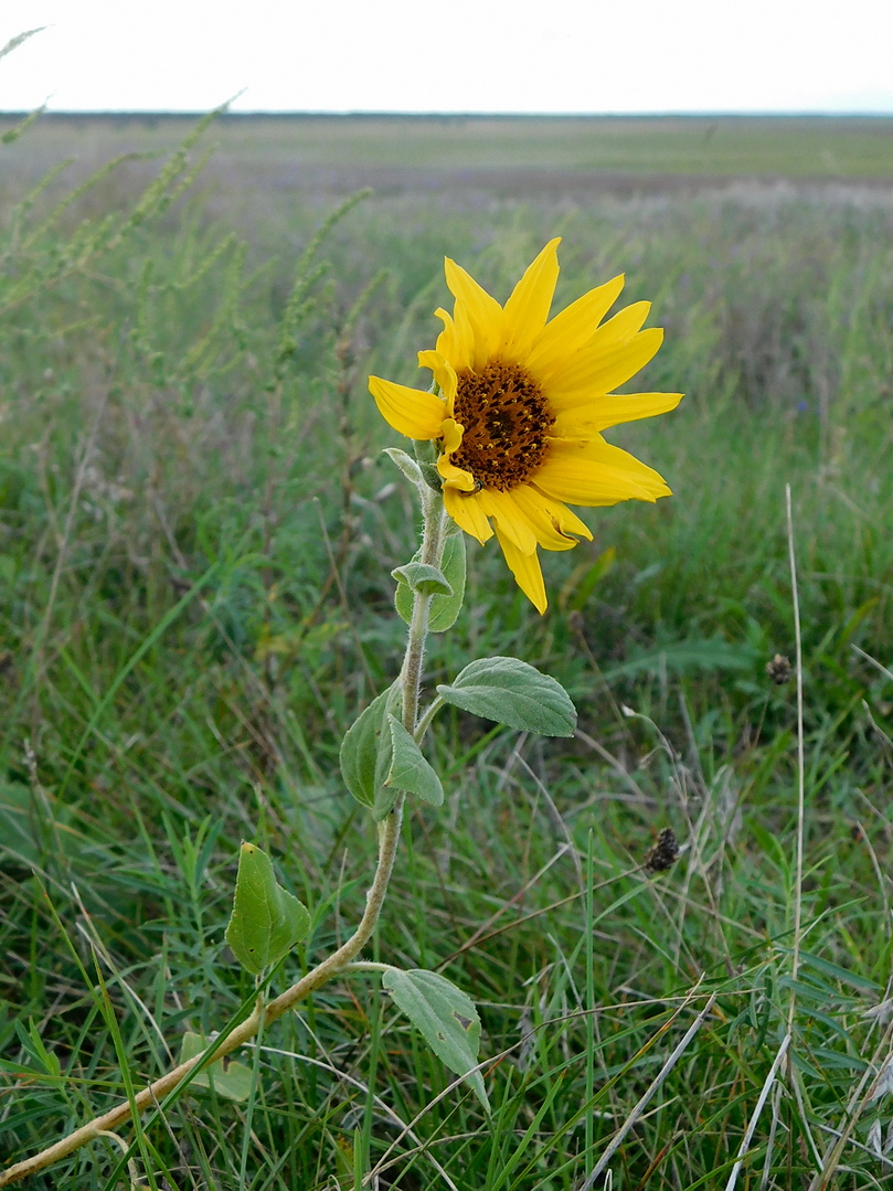 Изображение особи Helianthus annuus.