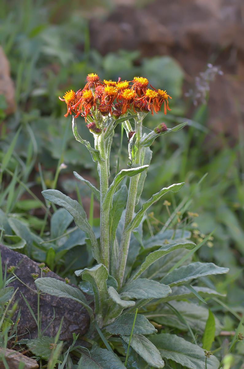 Изображение особи Tephroseris caucasigena.