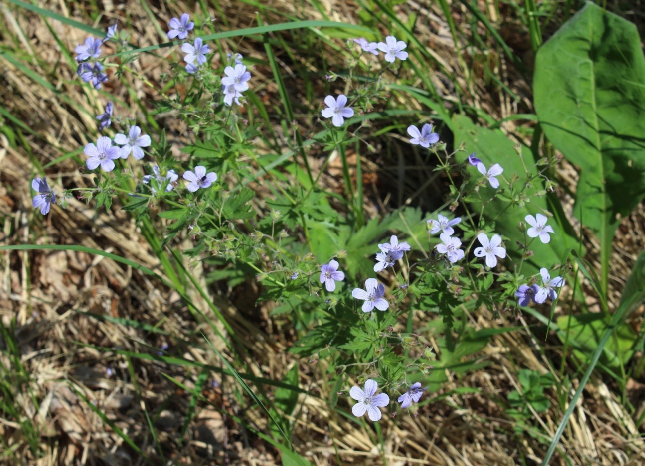 Image of Geranium igoschinae specimen.