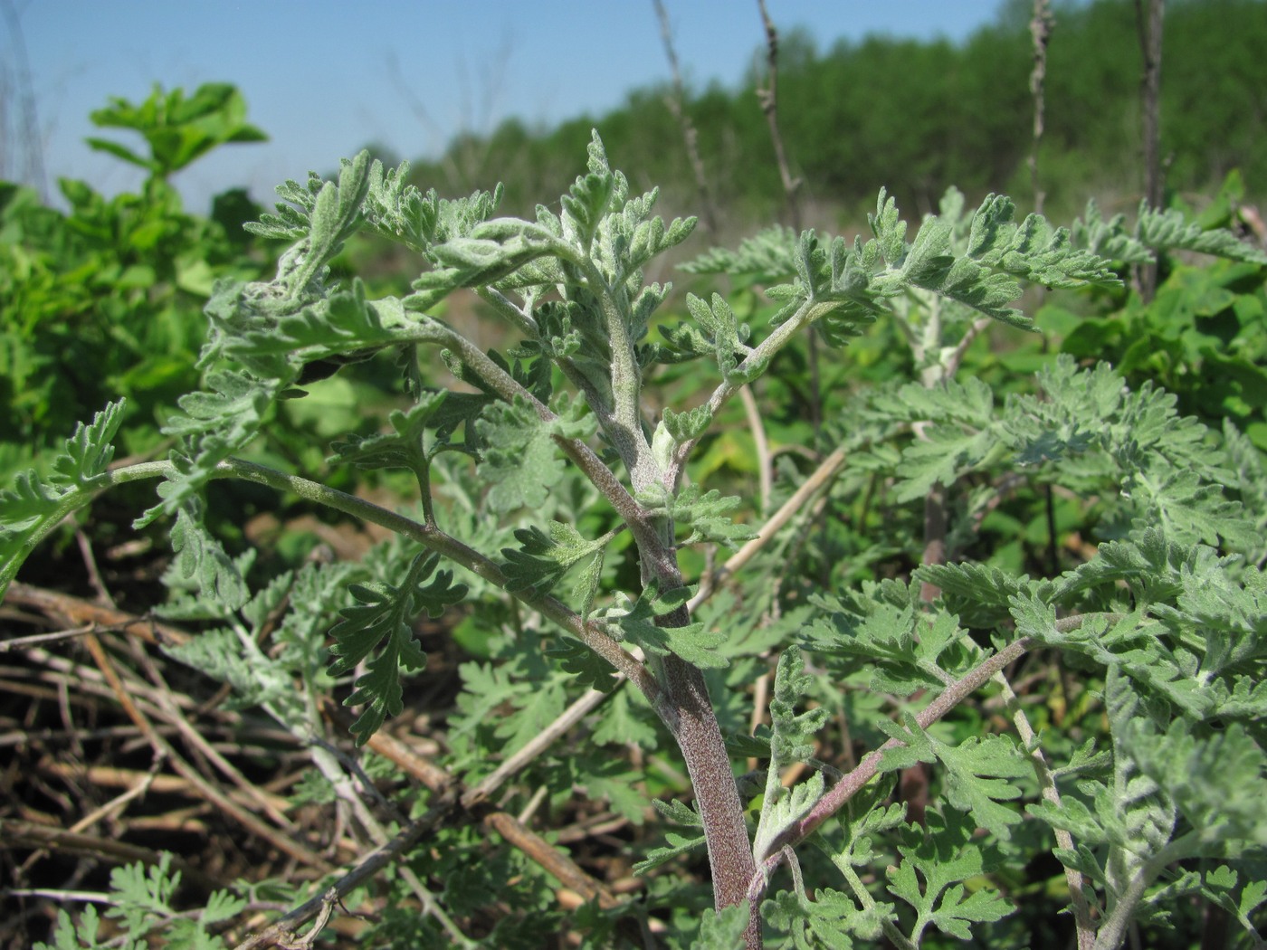 Image of genus Artemisia specimen.