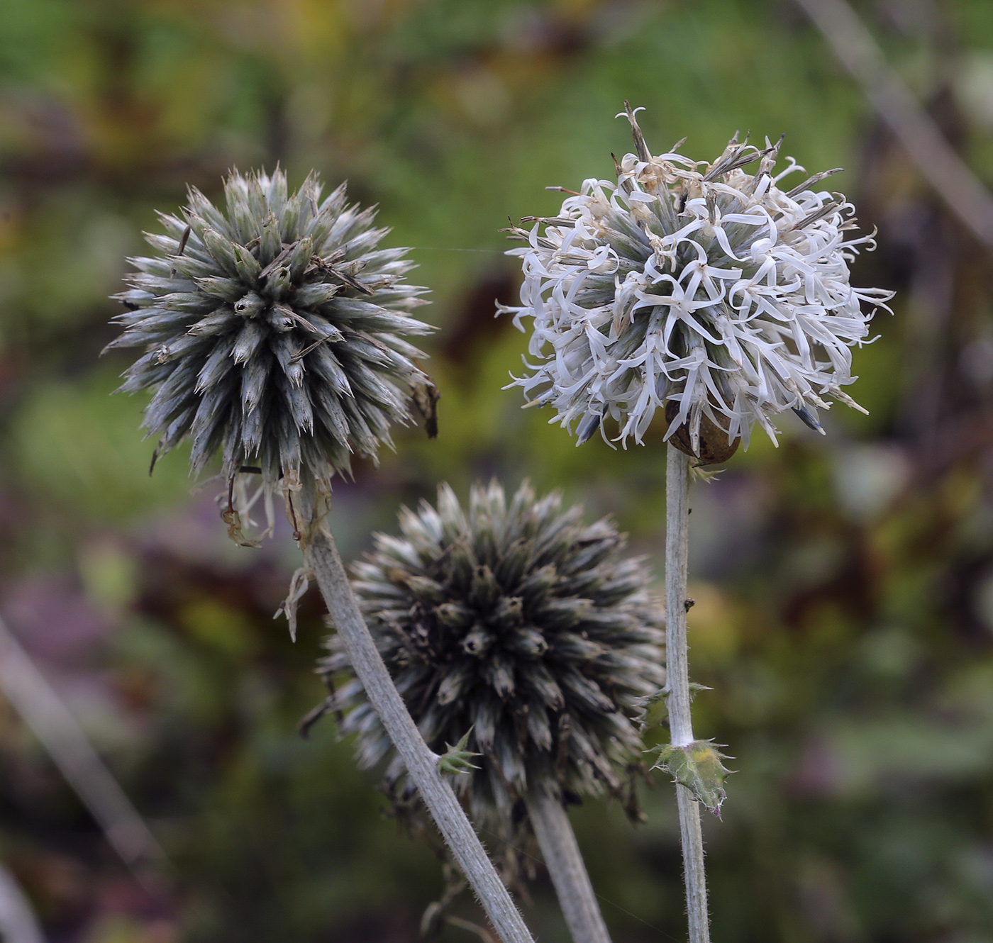 Изображение особи Echinops sphaerocephalus.