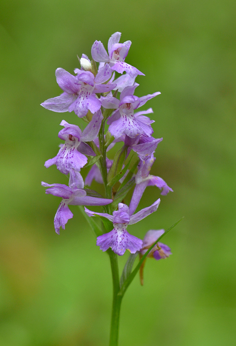 Image of Dactylorhiza urvilleana specimen.