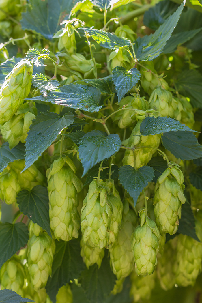 Изображение особи Humulus lupulus.