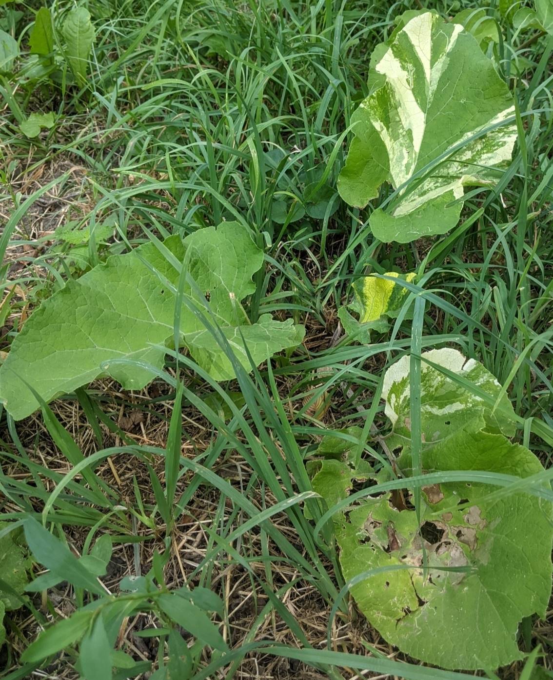 Изображение особи род Arctium.