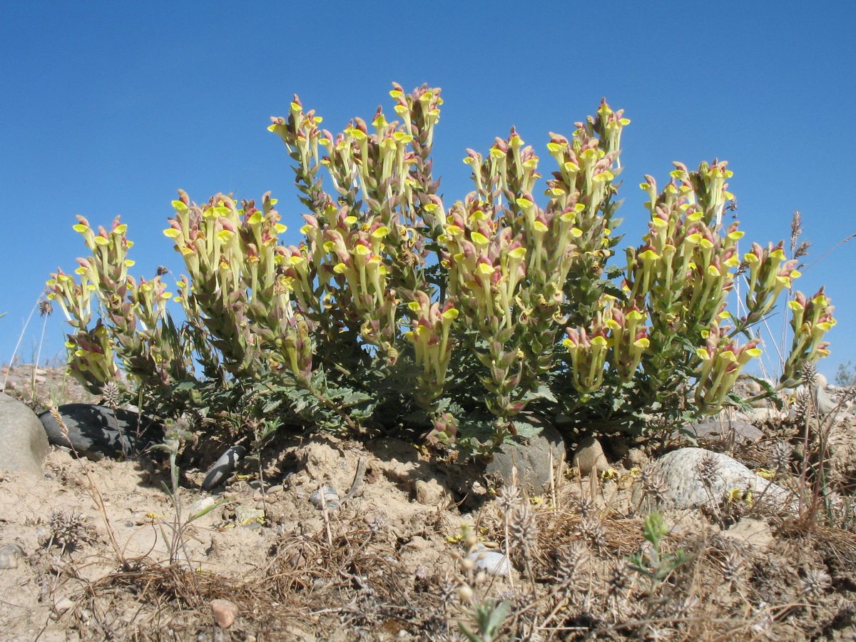 Image of Scutellaria kurssanovii specimen.