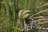 Iris ventricosa. Отцветшее соцветие. Приморский край, Уссурийский гор. округ, окр. с. Монакино, поляна на небольшой сопке. 15.05.2022.