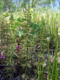Equisetum pratense