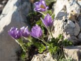 Pulsatilla violacea. Цветущие растения. Абхазия, Гагрский р-н, гора Мамдзышха, выс. 1838 м н.у.м., олуговелый каменистый склон. 15.05.2021.