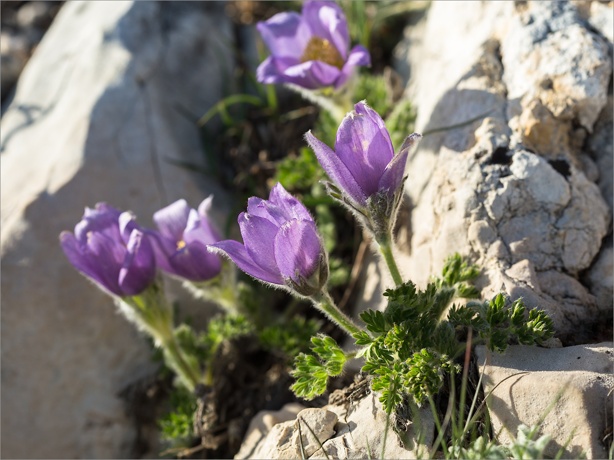 Изображение особи Pulsatilla violacea.