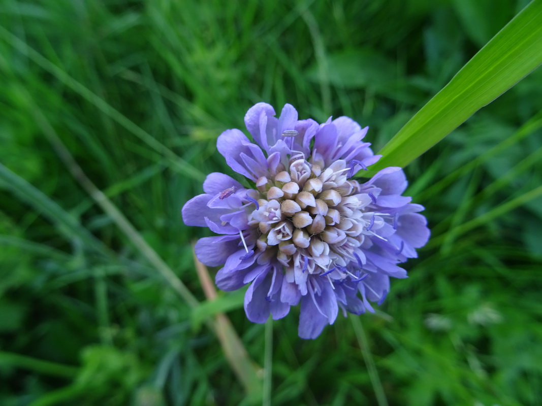 Image of Knautia arvensis specimen.