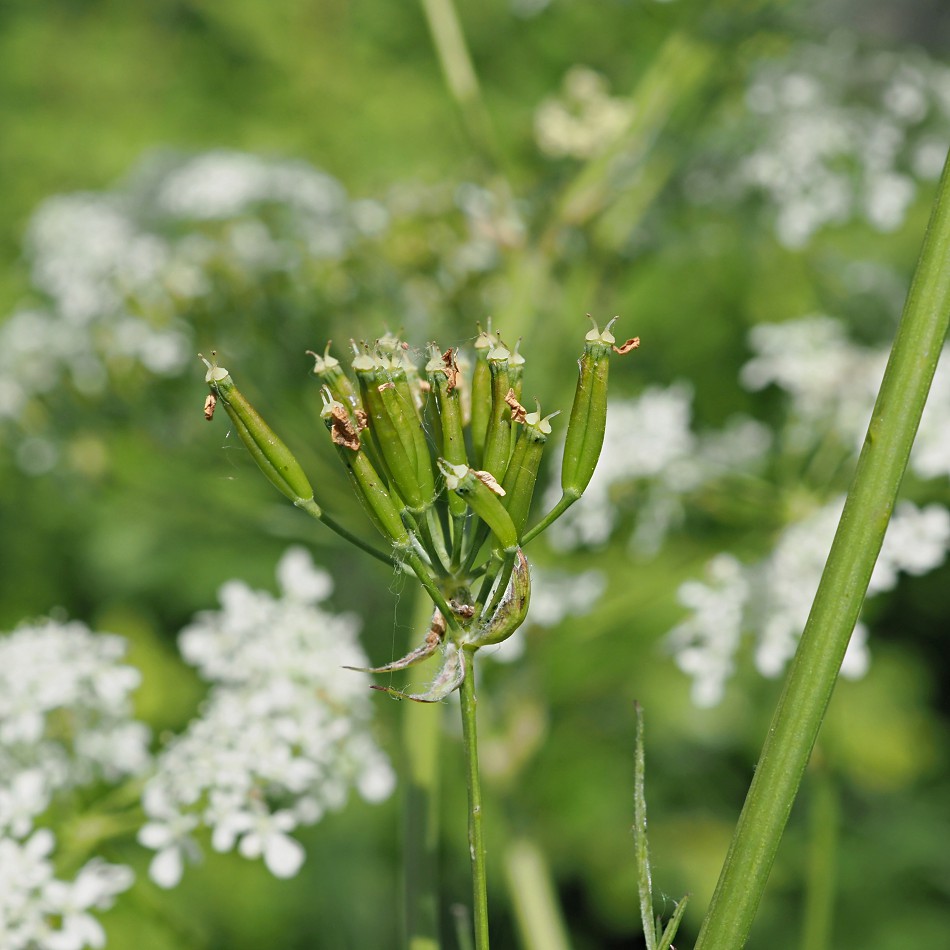 Image of Anthriscus sylvestris specimen.