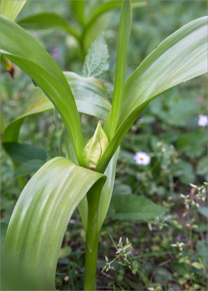 Image of Colchicum speciosum specimen.