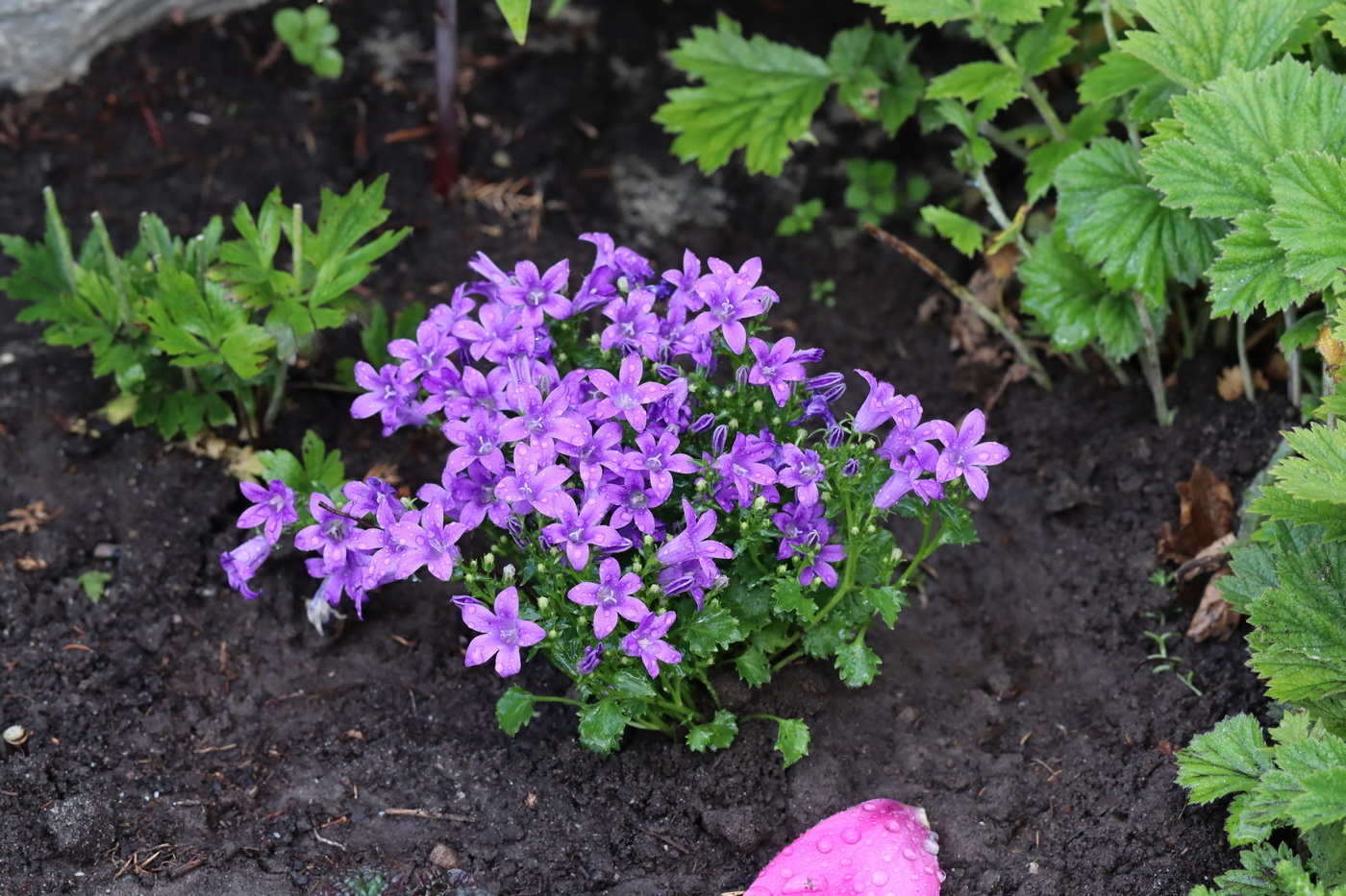 Image of Campanula garganica specimen.