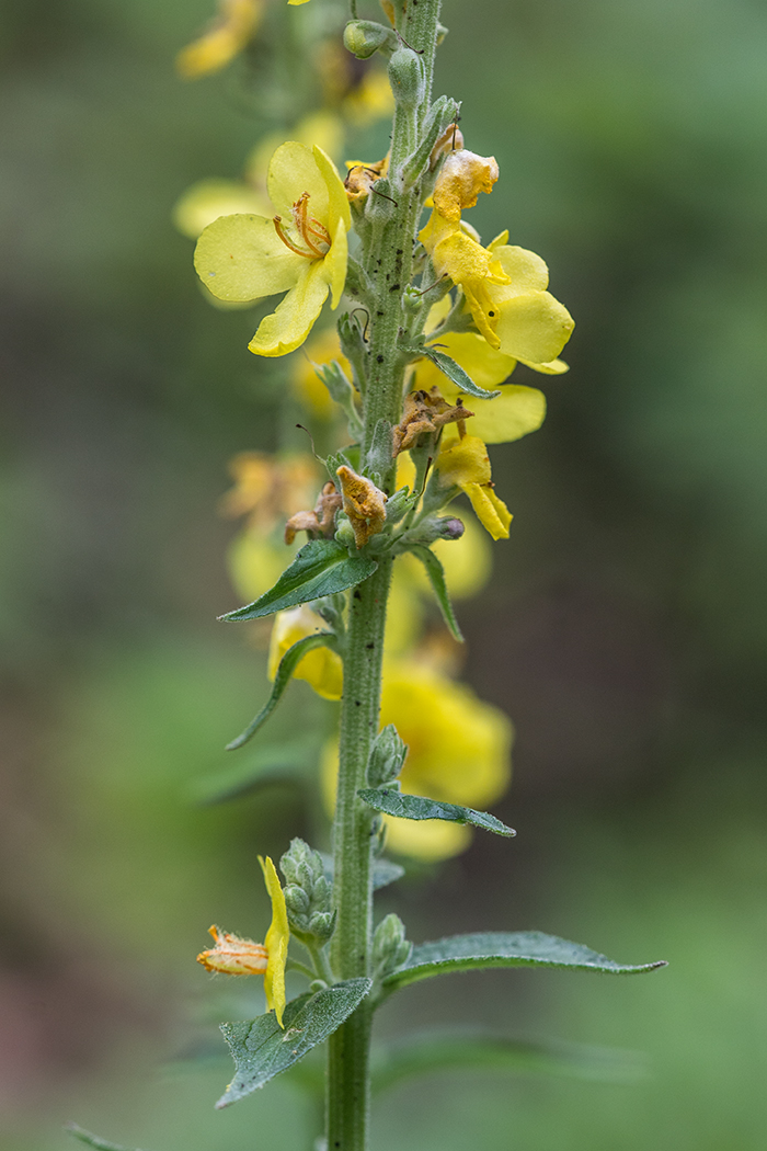 Изображение особи Verbascum lychnitis.