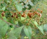 Fallopia dumetorum. Соплодие. Московская обл., ГО Подольск, мкр-н Климовск, двор. 15.09.2022.