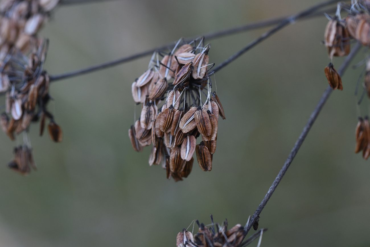 Image of Angelica sylvestris specimen.