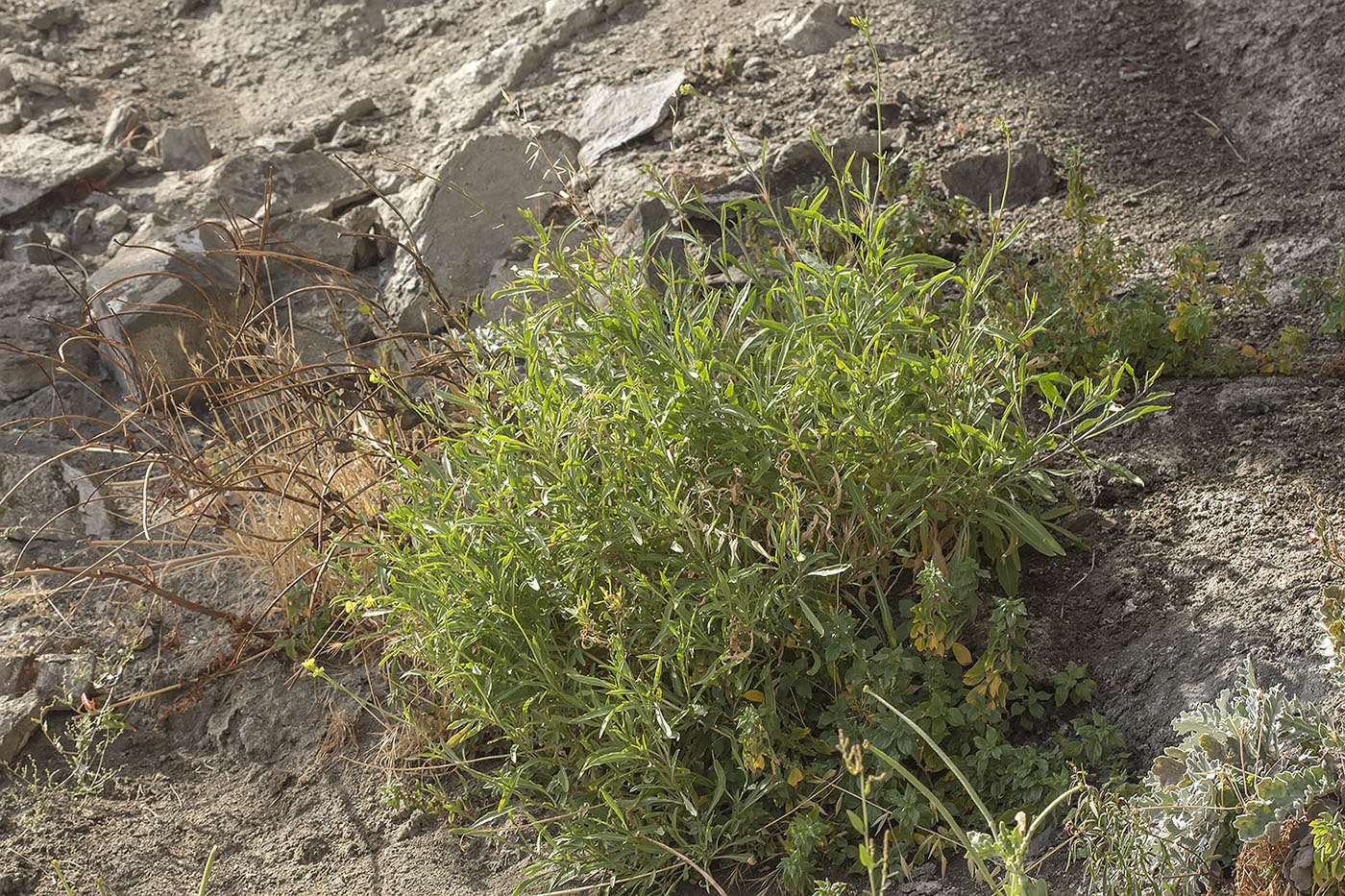 Изображение особи Diplotaxis tenuifolia.