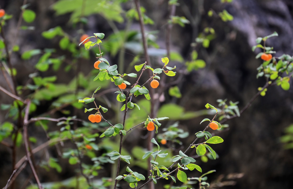 Image of Lonicera microphylla specimen.