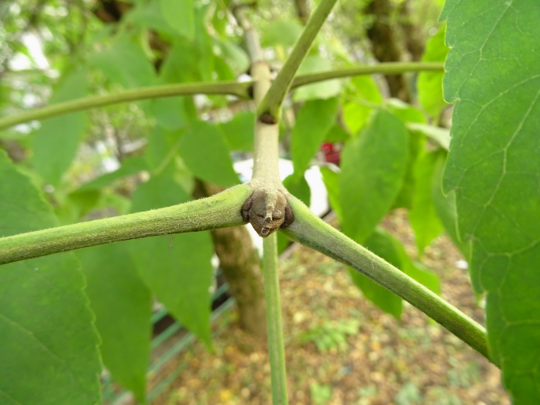 Изображение особи Fraxinus pennsylvanica.