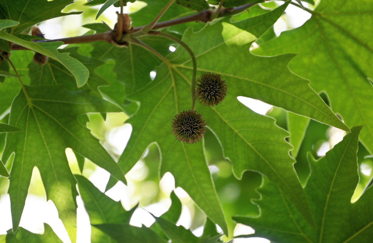 Изображение особи Platanus orientalis.