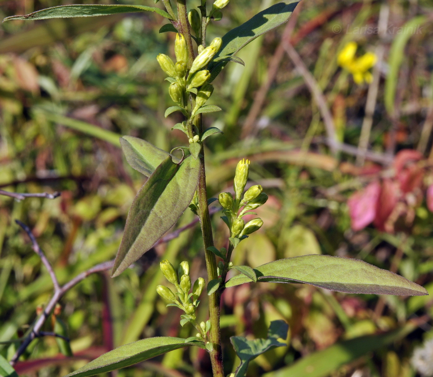 Image of Solidago virgaurea ssp. dahurica specimen.