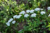 Spiraea flexuosa