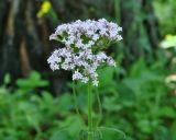 genus Valeriana. Соцветие. Иркутская обл., Слюдянский р-н, окр. пос. Култук, смешанный лес. 26.06.2022.