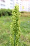 Rumex pseudonatronatus