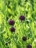 Allium rotundum