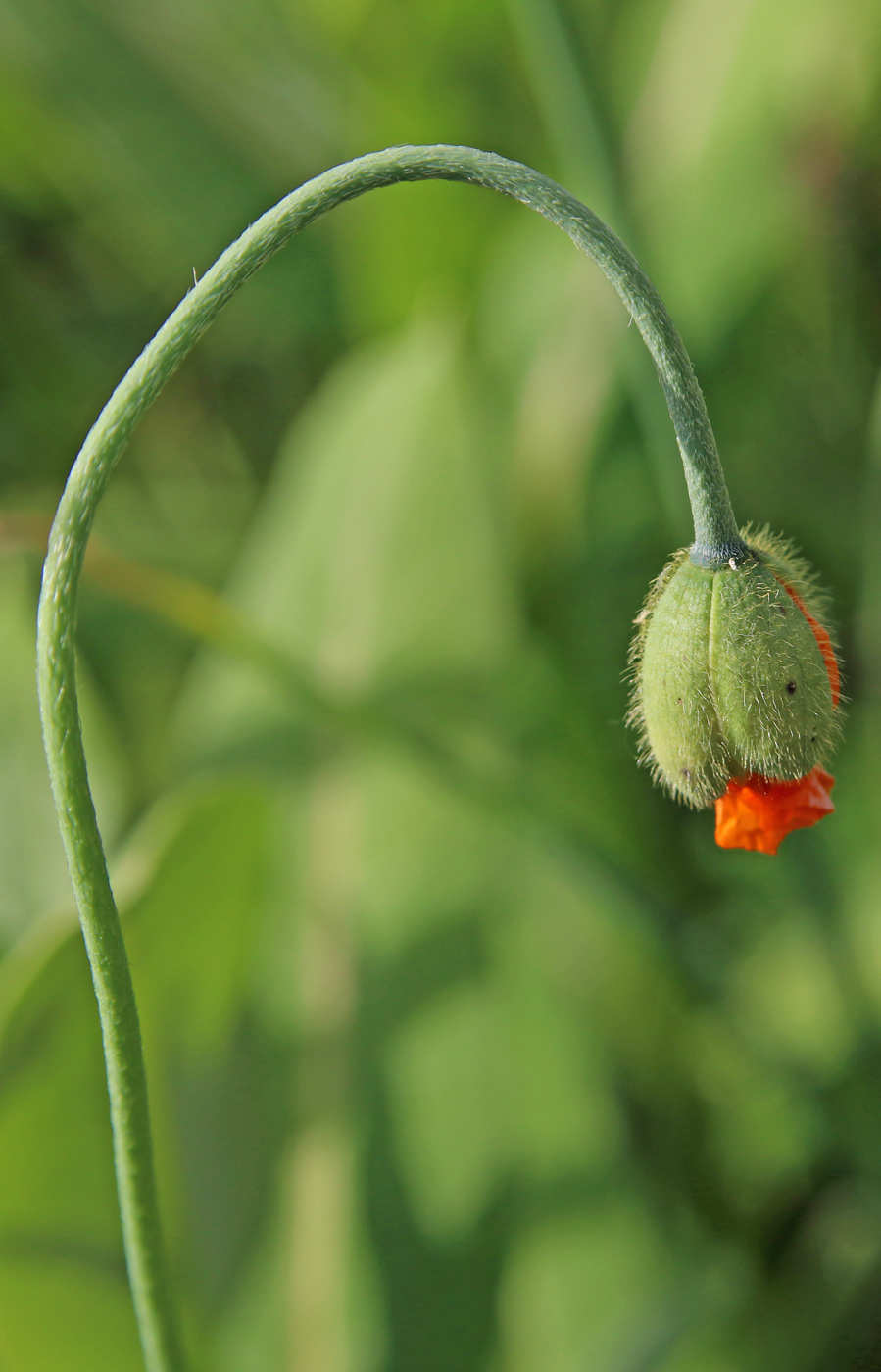 Image of Papaver rupifragum specimen.
