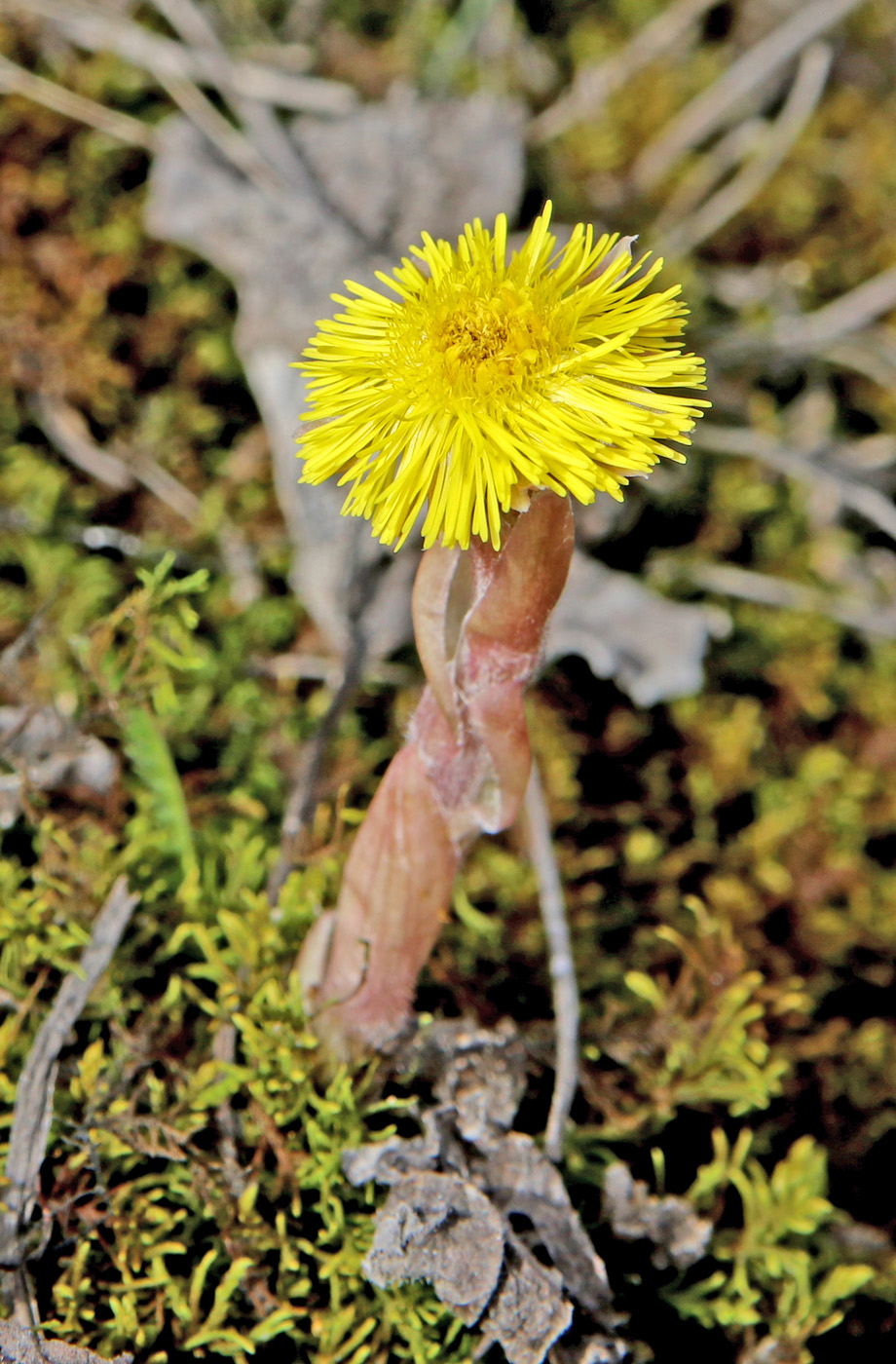 Image of Tussilago farfara specimen.