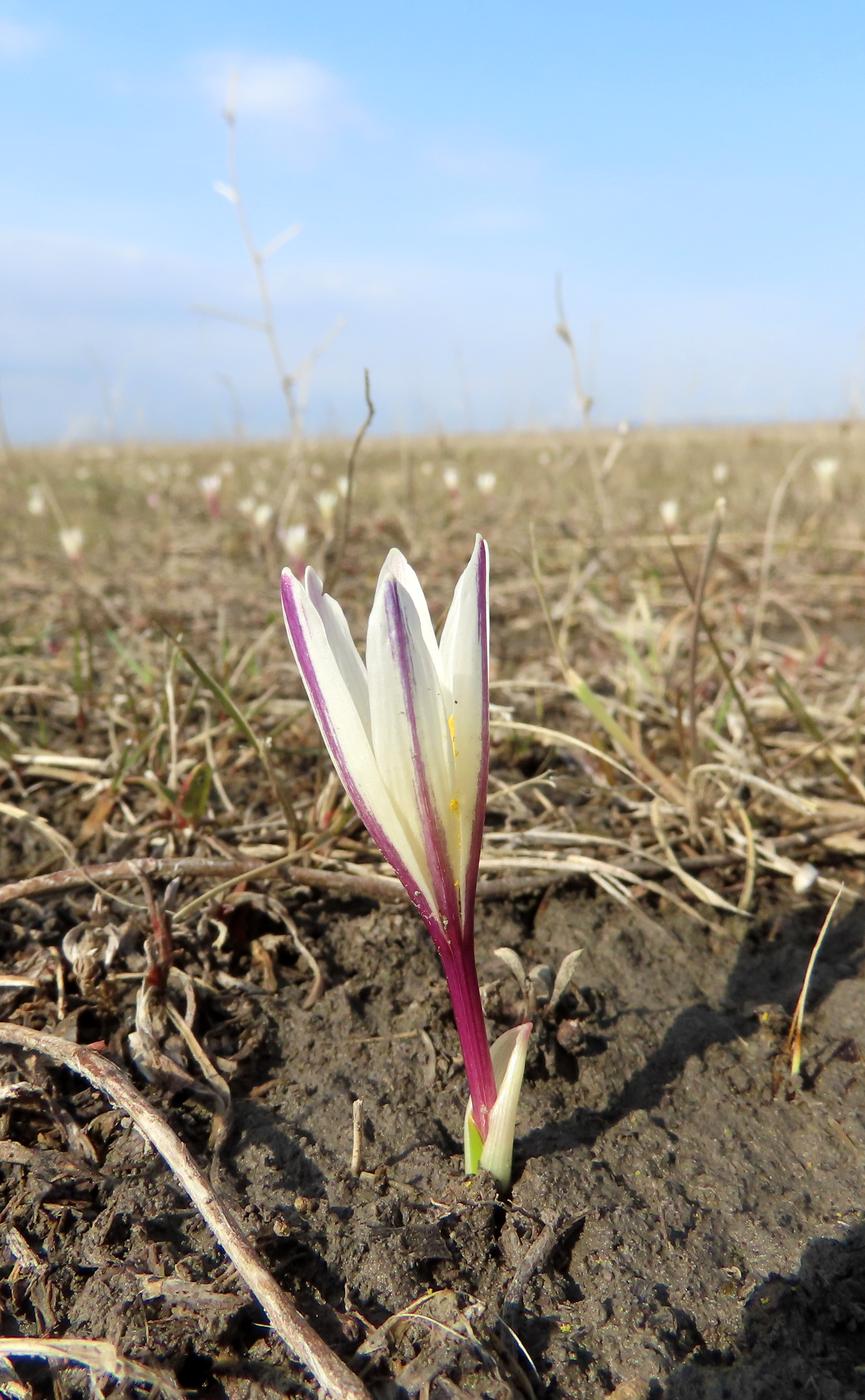 Image of Colchicum kesselringii specimen.