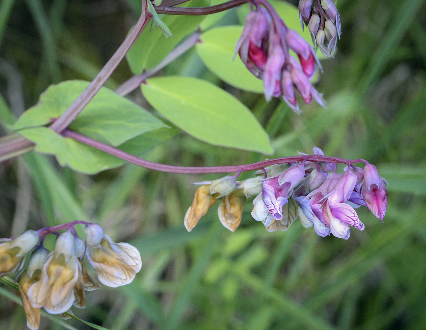 Image of Lathyrus pisiformis specimen.