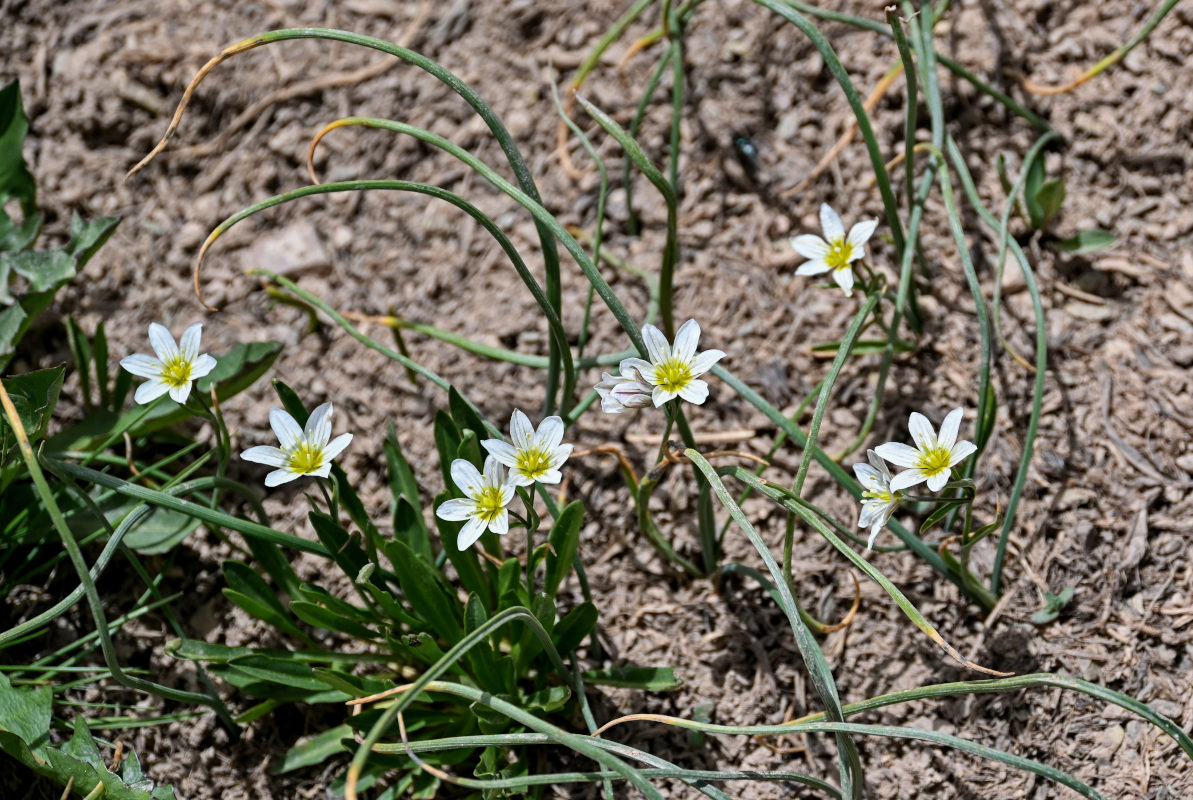 Image of Lloydia serotina specimen.