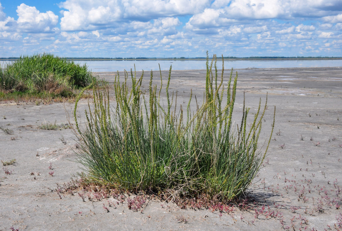 Image of Triglochin maritima specimen.