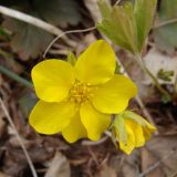 Waldsteinia subspecies maximowicziana