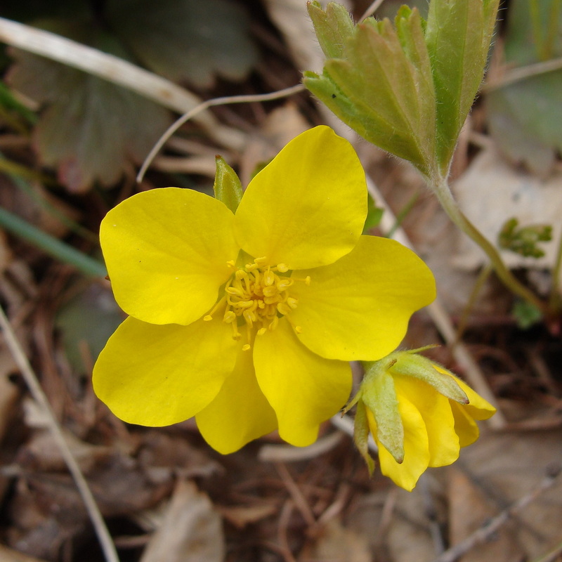 Изображение особи Waldsteinia ternata ssp. maximowicziana.