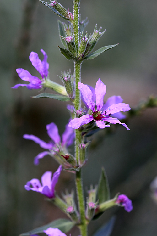 Image of Lythrum salicaria specimen.
