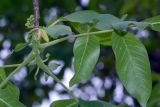 Juglans regia