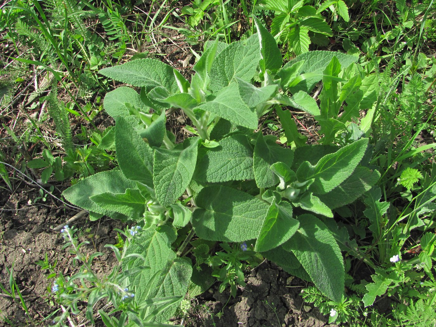 Image of genus Salvia specimen.