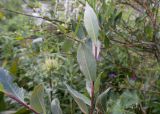 Salix caucasica