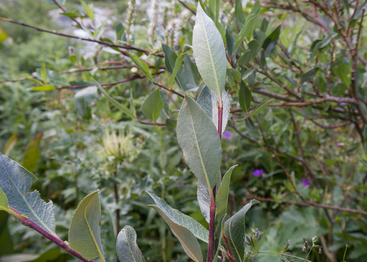 Image of Salix caucasica specimen.
