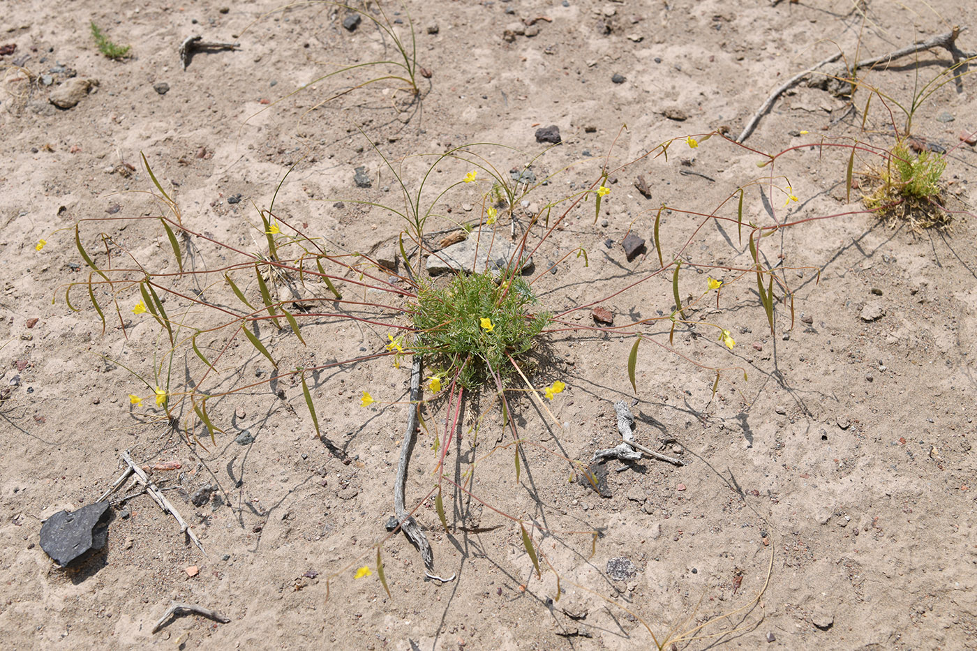 Image of Hypecoum parviflorum specimen.