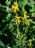 Genista tinctoria