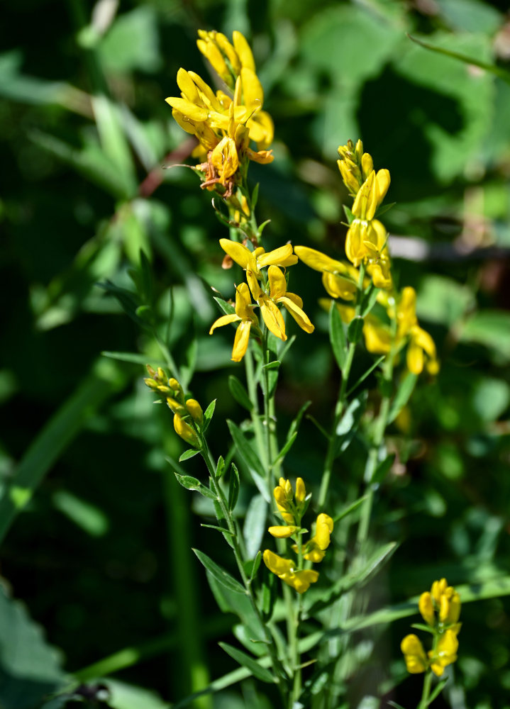 Изображение особи Genista tinctoria.