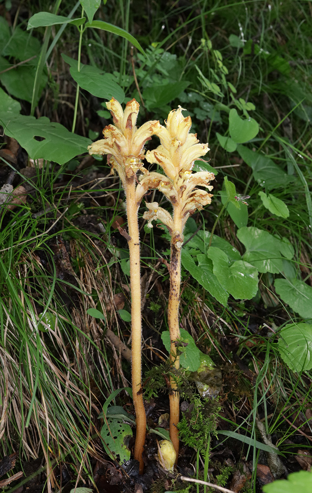 Image of genus Orobanche specimen.