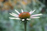 genus Echinacea. Соцветие. ХМАО - Югра, г. Сургут, Сургусткий ботанический сад. 24.07.2023.