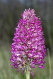 Orchis × angusticruris гибридный подвид transcaucasica. Соцветие. Дагестан, Буйнакский р-н, хр. Нарат-Тюбе, выс. ок. 690 м н.у.м., остепнённый участок по гребню. 24 апреля 2023 г.