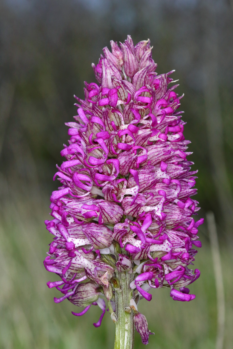 Изображение особи Orchis &times; angusticruris nothosubsp. transcaucasica.