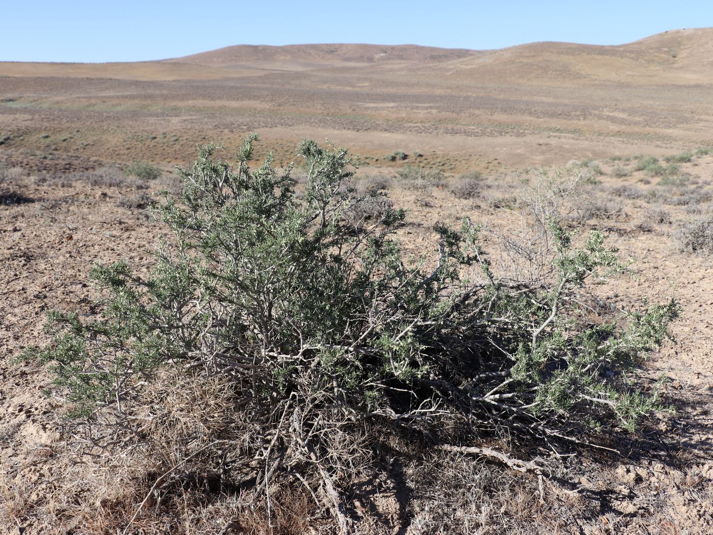 Image of Salsola arbusculiformis specimen.